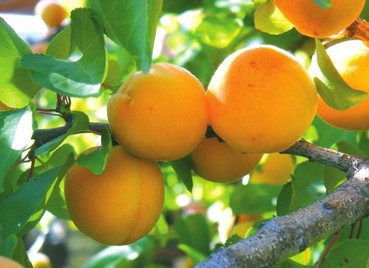 Золотое сечение армянского абрикоса