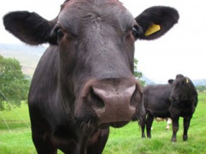 В Азербайджане арестована корова