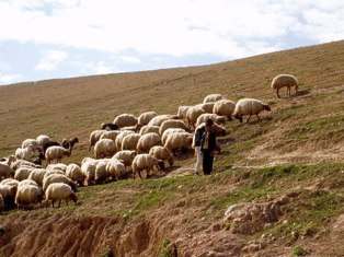 азербайджанский пастух