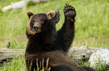 Медведь украл у дачников борщ