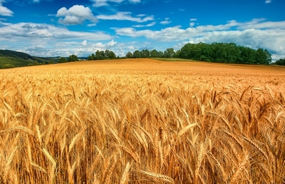 украинское зерно