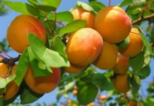 Урожай абрикоса в Армении