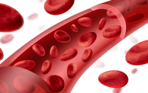 кровеносные сосуды