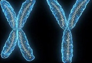 hromosoma