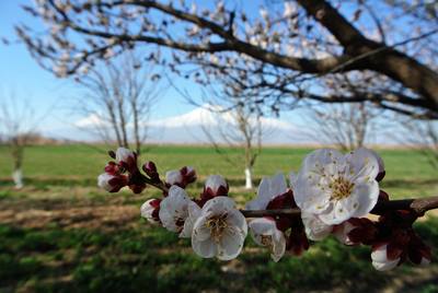 Ararat vesnoy