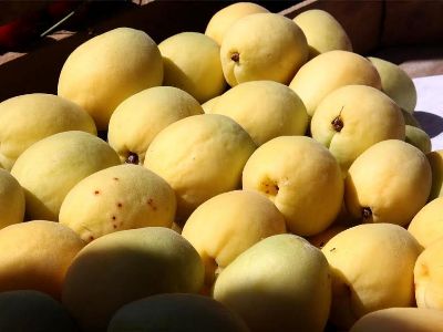абрикосы из Армении
