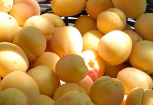 абрикосы из Армении