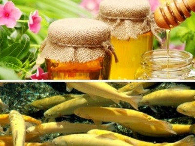 мёд и рыба