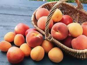 abrikos-i-persik