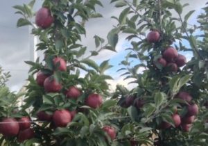 яблоки-вишни