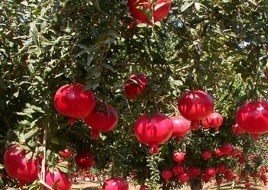 Pomegranate