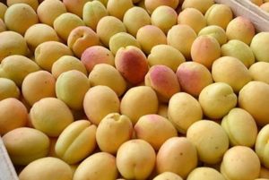 абрикосы Армении