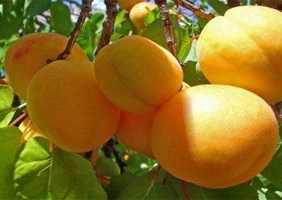 армянский абрикос