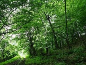 лес в Армении