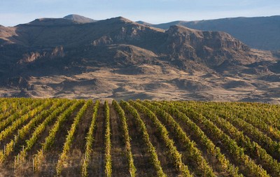 виноградник в Армении