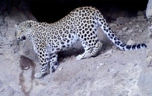 леопарды Армении