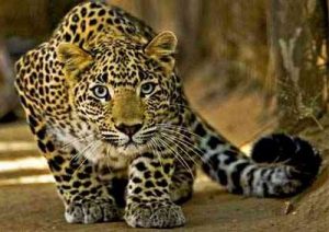 кавказский леопард