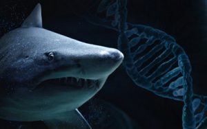 Геном белой акулы