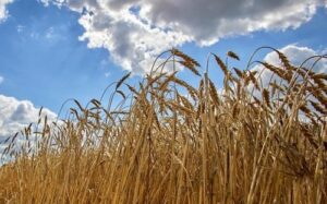 Україна безкоштовно передасть зерно країнам Африки, що голодують